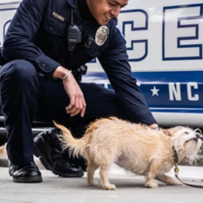 Animal Enforcement