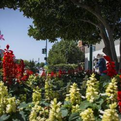 Downtown Flowers