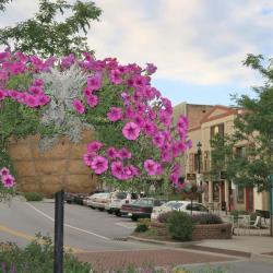 Flowers on Main