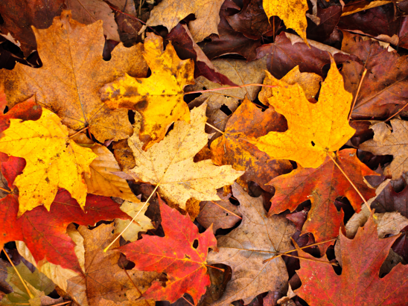 Fall leaves