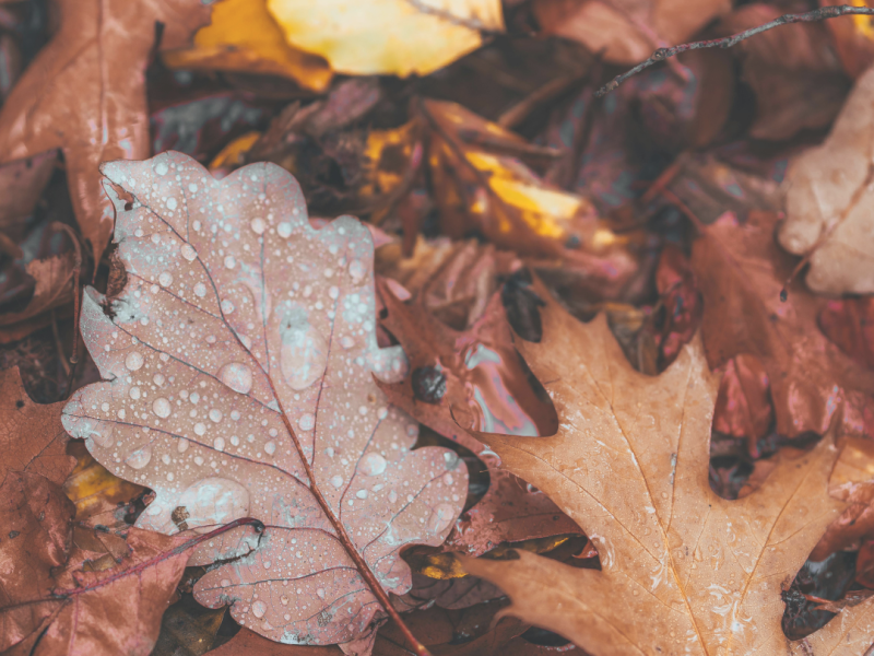 Pile of fallen leaves.