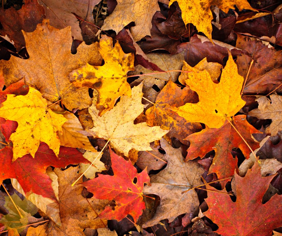 Fall leaves