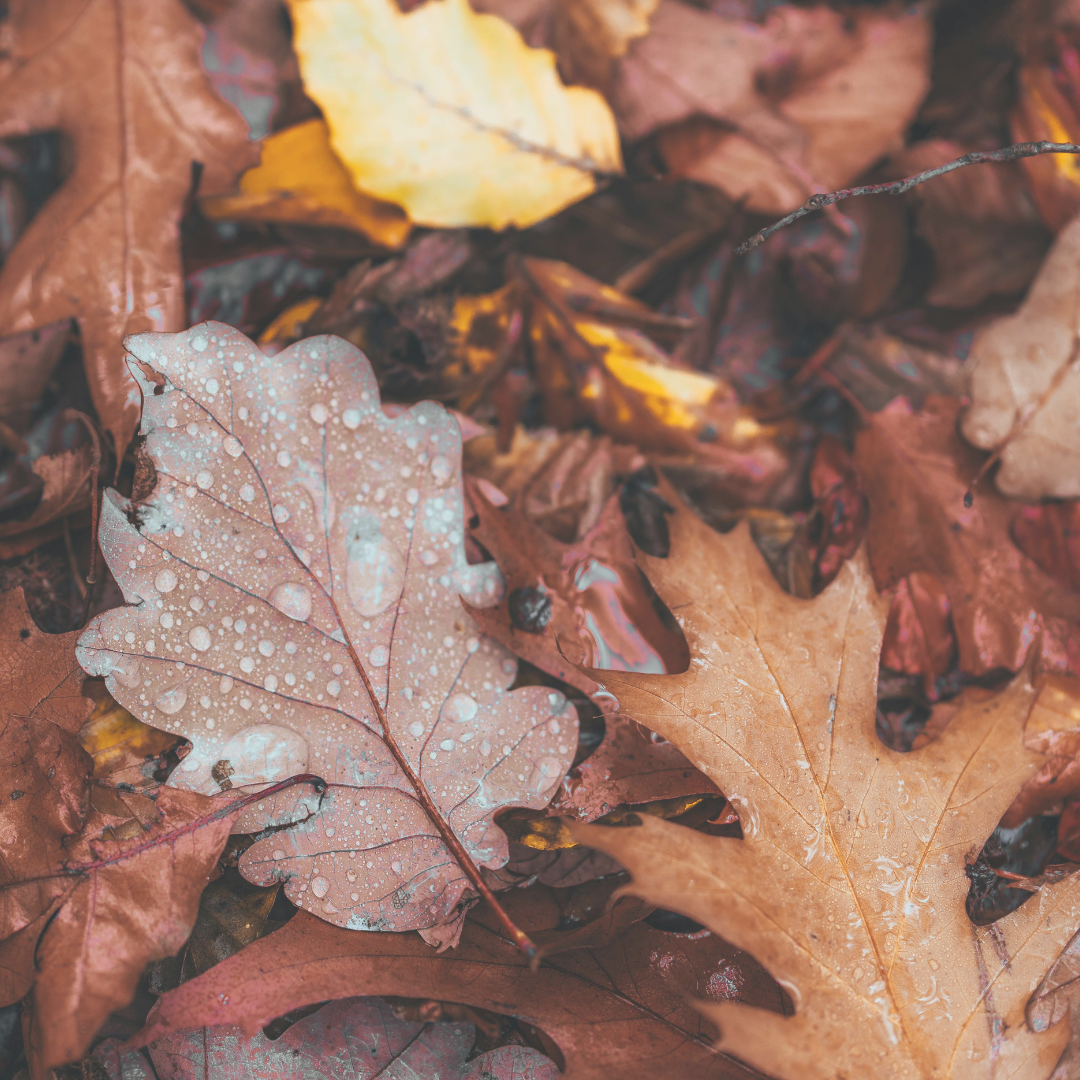 Pile of fallen leaves.