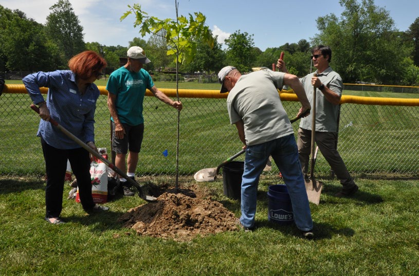 Four individuals work together to plant a tree, three hold shovels.