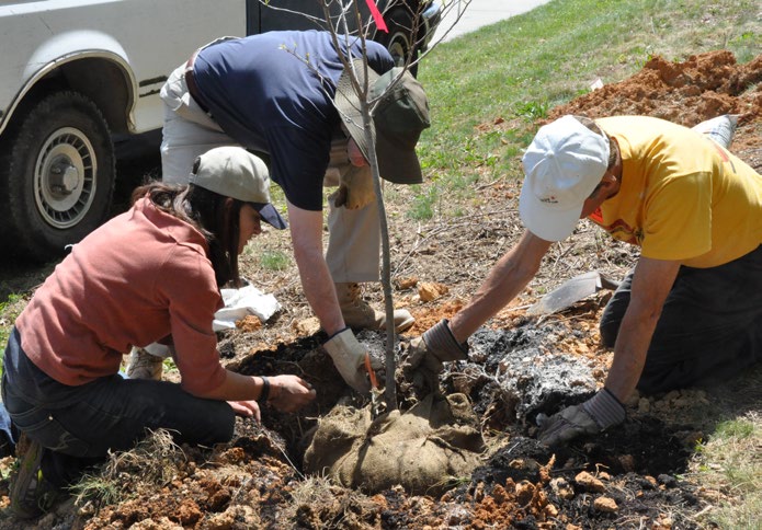 Three volunteers work together to plant a tree.